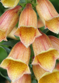 Digitalis 'Goldcrest' 